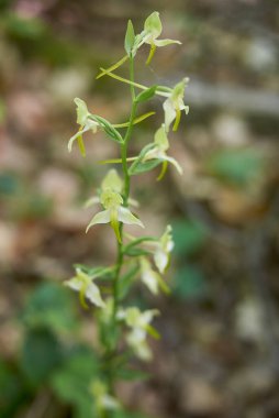 Platanthera clorantha çiçek açtı