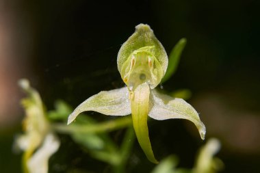 Platanthera clorantha çiçek açtı