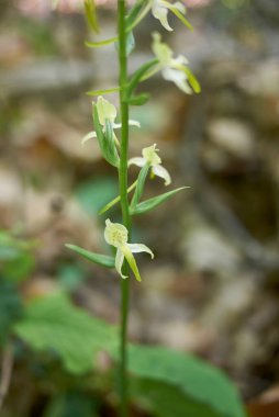 Platanthera clorantha çiçek açtı