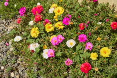 Portekiz ihtişamlı flora renkli çiçekler