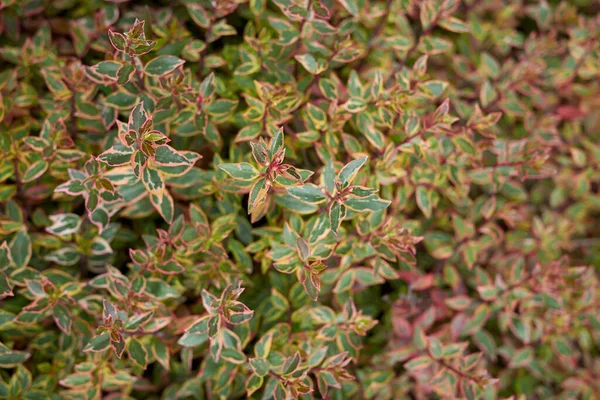 View of Abelia grandiflora keleidoscope