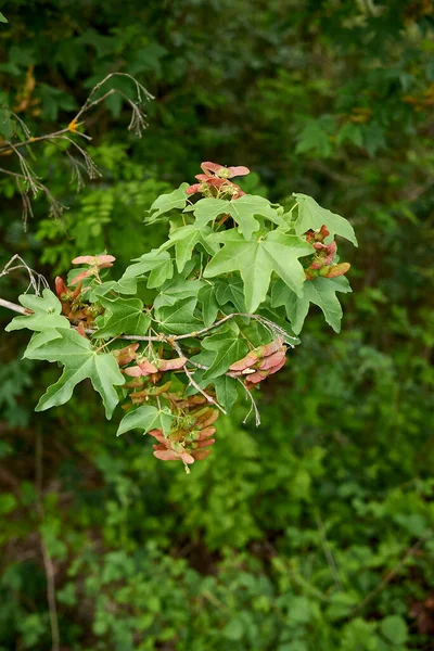 Meyveli Acer Campestre Şubesi — Stok fotoğraf