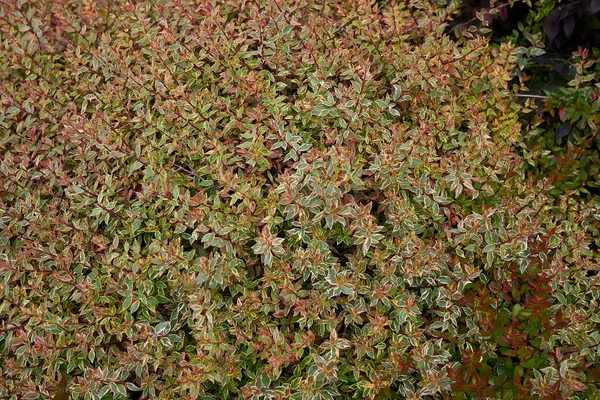 View Abelia Grandiflora Keleidoscope — Zdjęcie stockowe