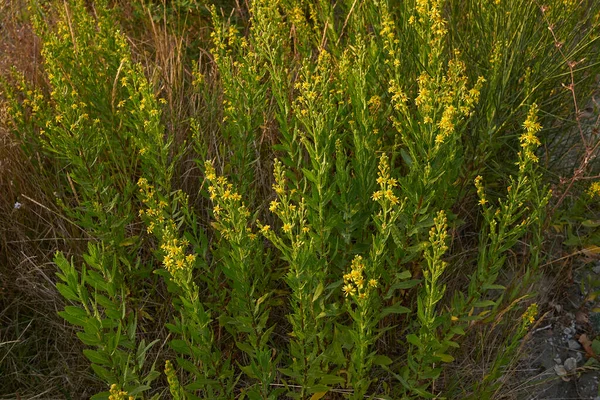 Dittrichia Viscosa Floare — Fotografie, imagine de stoc