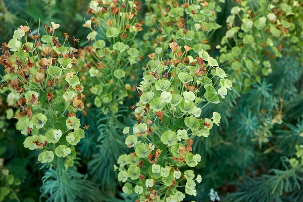 Euphorbia Characias Close — Photo