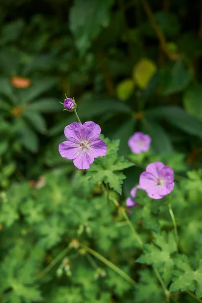 Geranium Himalayense Bloom — Stock fotografie