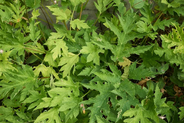 Heracleum Sphondylium Plant Close — Stockfoto