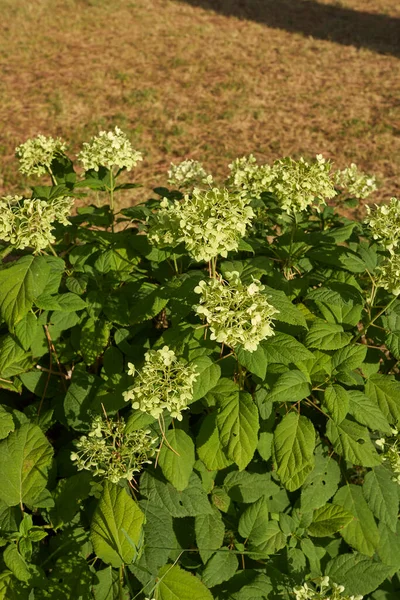 Hortensia Arborescens Struik Bloei — Stockfoto