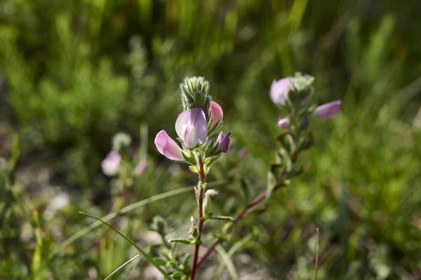 Ononis Repens Bloom — Stockfoto