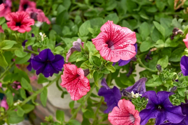 Petunya Atkinsiana Renkli Çiçekler — Stok fotoğraf