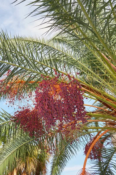 View Phoenix Canariensis Palms — Stock Photo, Image