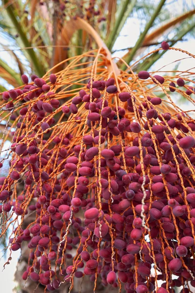 View Phoenix Canariensis Palms — Foto de Stock