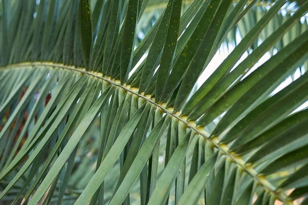 View Phoenix Canariensis Palms — Foto de Stock