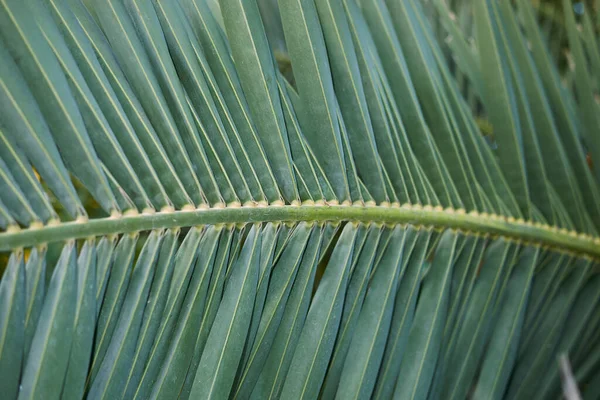 View Phoenix Canariensis Palms — Photo
