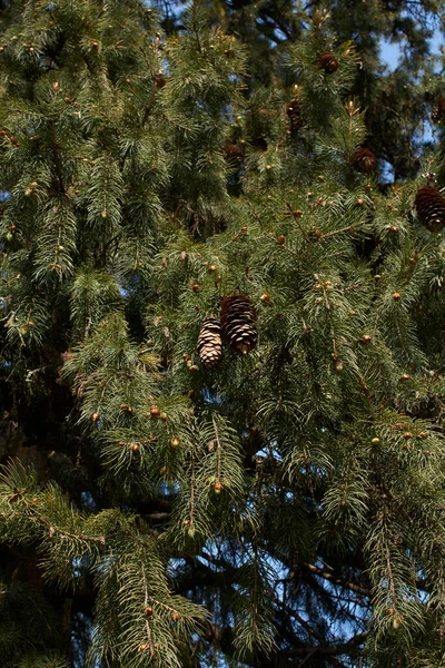 Picea Abies Branche Gros Plan — Photo