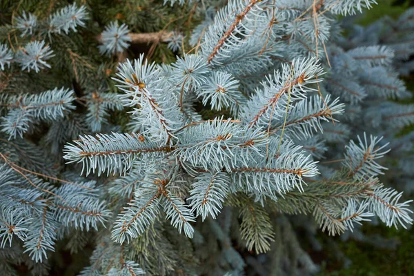 Picea Pungens Branch Close — Foto Stock