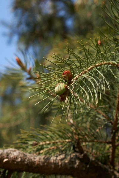 Κοντινό Κλαδί Picea Abies — Φωτογραφία Αρχείου