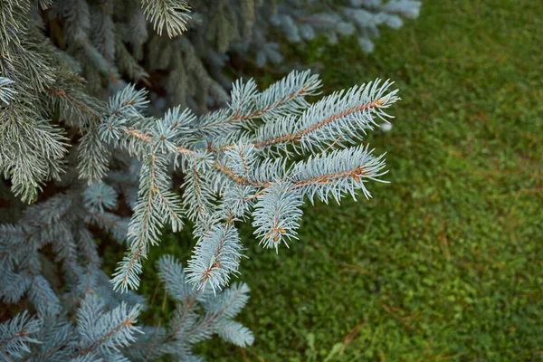 Picea Pungens Oddział Zamknąć — Zdjęcie stockowe