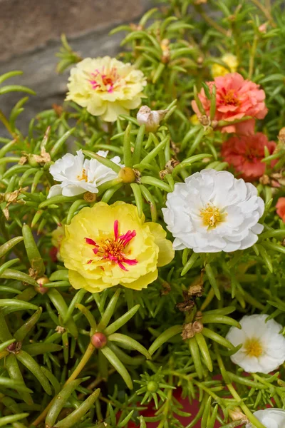 Portulaca Grandiflora Barevné Květy — Stock fotografie