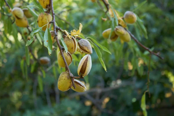 Κλαδί Prunus Dulcis Κλείνει Αμύγδαλα — Φωτογραφία Αρχείου