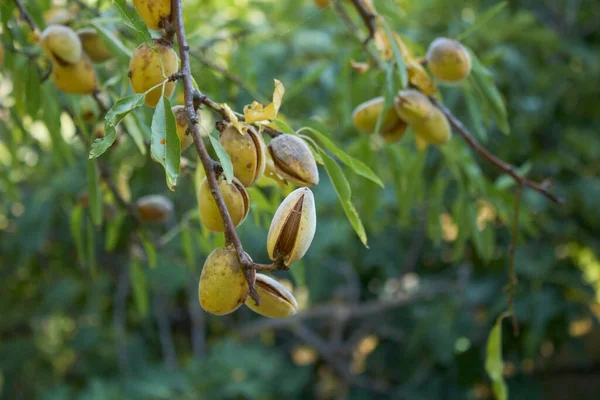 梅花分枝与杏仁紧密相连 — 图库照片