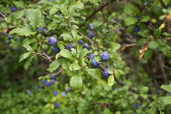 Prunus Spinosa Zweig Mit Früchten — Stockfoto