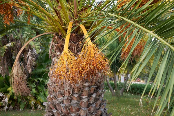 View Phoenix Canariensis Palms Εικόνα Αρχείου