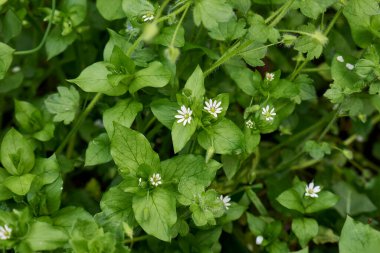 Stellaria ortamı çiçek açtı