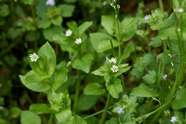 Stellaria ortamı çiçek açtı