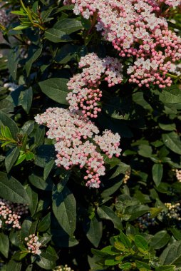 Viburnum çiçek açtı.