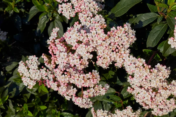 Viburnum Tinus Bloom — стоковое фото