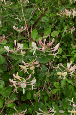 Lonicera kaprifollium çalısı çiçek açtı.