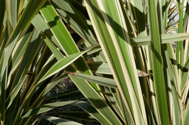 View of Phormium tenax variegatum
