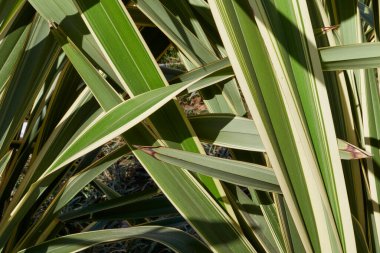 View of Phormium tenax variegatum