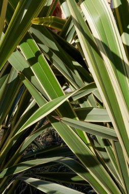 View of Phormium tenax variegatum