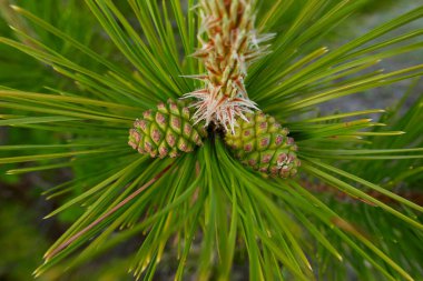 Pinus nigra branch close up