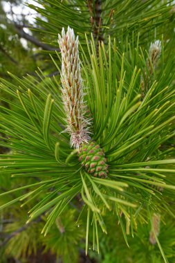 Pinus nigra branch close up