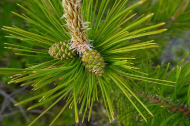 Pinus nigra branch close up