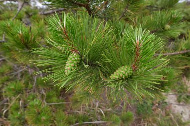 Pinus nigra branch close up