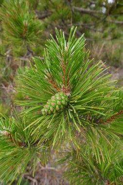 Pinus nigra branch close up
