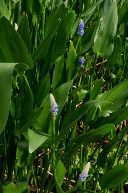 Pontederia cordata in bloom