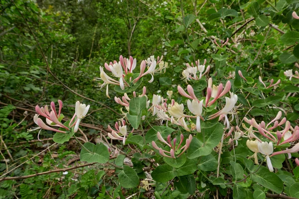 Lonicera Caprifolium Keř Květu — Stock fotografie