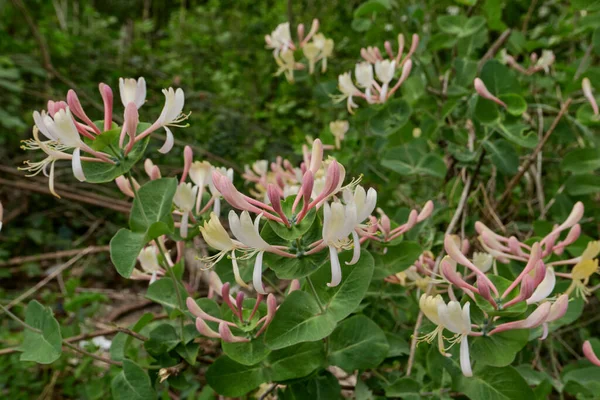 Lonicera Caprifolium Keř Květu — Stock fotografie