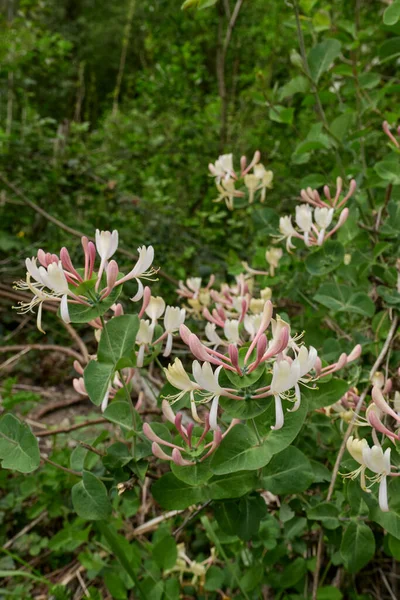 Lonicera Caprifolium Strauch Voller Blüte — Stockfoto