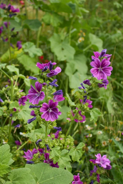 Malva Sylvestris Purple Flower — Stok fotoğraf