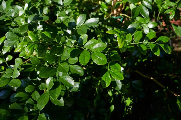 Murraya Paniculata Fresh Leaves — Zdjęcie stockowe