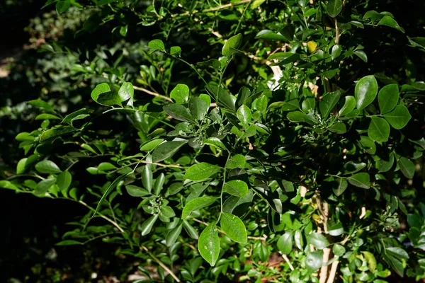 Murraya Paniculata Fresh Leaves — Stok Foto