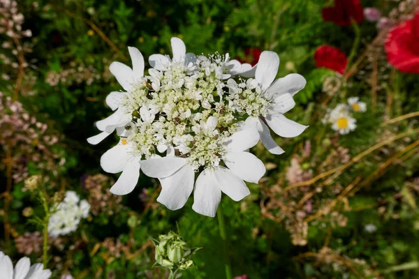 Orlaya Grandiflora White Flower Close — Foto de Stock