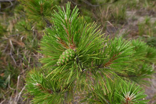 Pinus Nigra Branch Close — Foto de Stock
