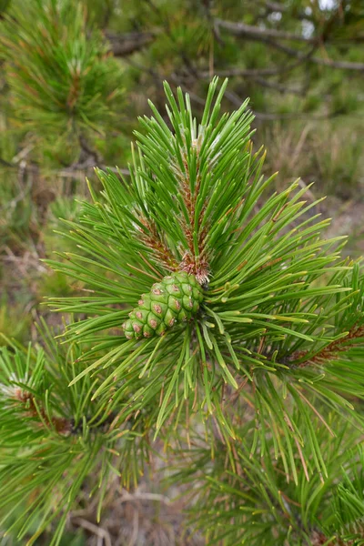 Pinus Nigra Branch Close — 스톡 사진